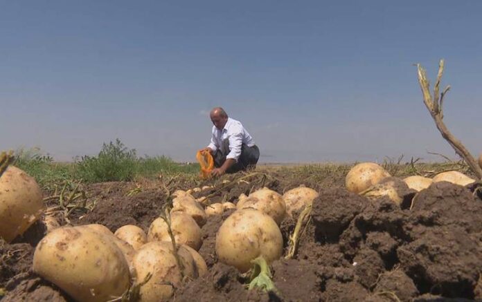 Duhok Increases Industrial Potato Planting by 20% to Meet Rising Demand