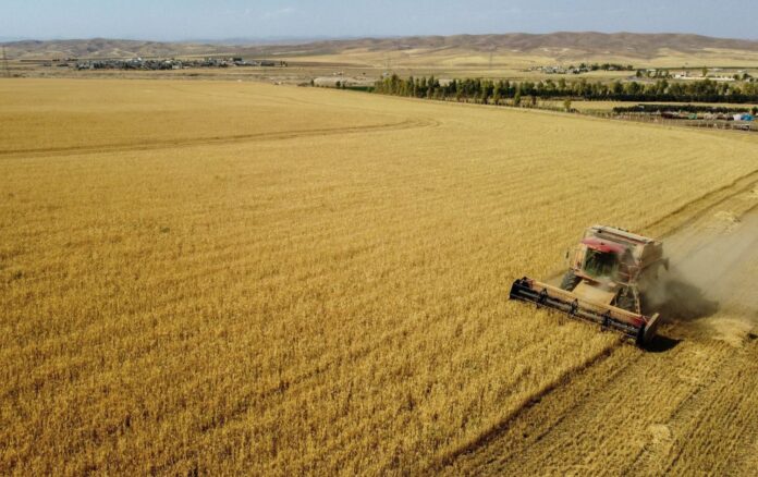 Kurdistan Farmers Expected to Supply Less Wheat to Baghdad in 2025 Amid Challenges