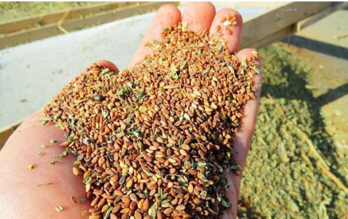 Sesame Cultivation in Akre Town Sees Steady Growth, Boosting Local Production