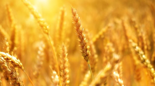 KRG in Negotiations with Iraq to Adjust Wheat Allocation for June Distribution