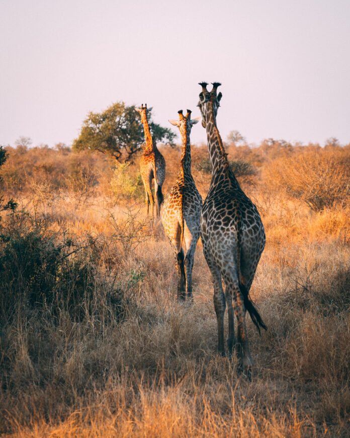 Erbil to Establish Expansive Safari Park to Advance Wildlife Conservation and Sustainable Tourism