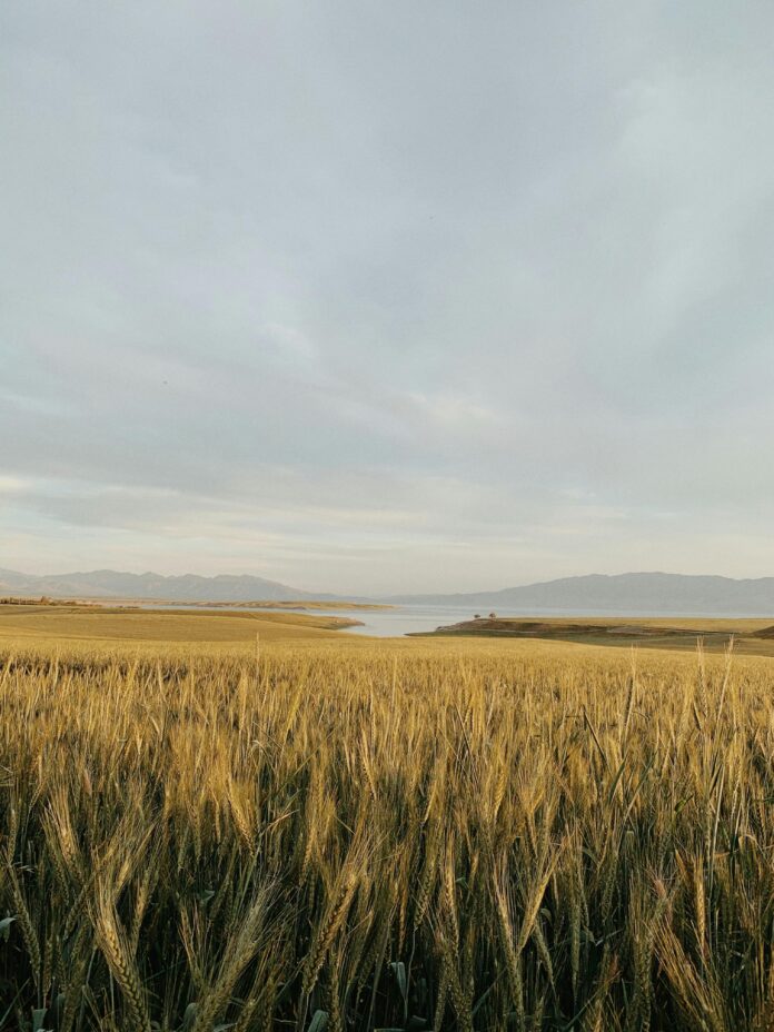 Iraq Anticipates Wheat Harvest Surplus Amid Nationwide Agricultural Efforts