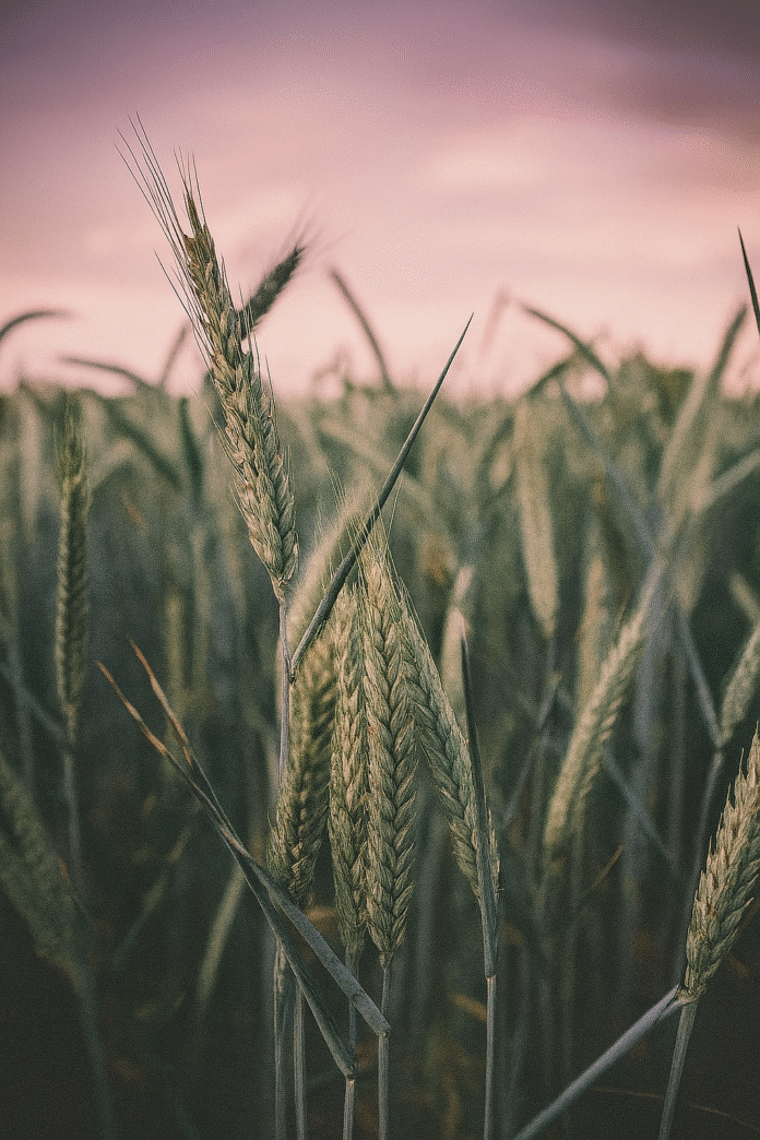 Grain Production in Erbil Drops Due to Low Rainfall