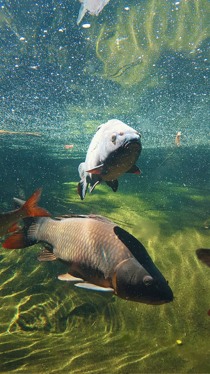 Fish Production in Kurdistan Region Remains Stable Despite Drought Impact