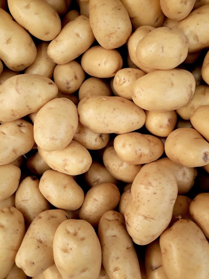 Dutch-Kurdistan Agricultural Cooperation Boosts Local Potato Production