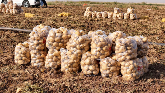 Potato Production in Duhok Province Hits 600,000 Tons