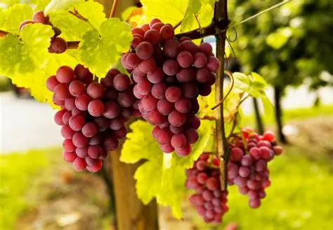 Grape Production in Duhok to Reach 20,000 Tons