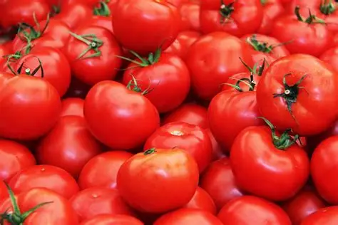 Tomato Production in Soran Faces Challenges