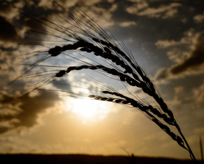 Akre “First Class Rice” Hits American Markets Amid Agricultural Boom