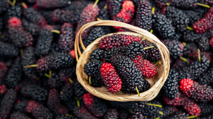 Kurdistan Region to Export Mulberries to UAE and Boost Trade Ties