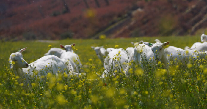 Akre’s Livestock Sector Recovers After Heavy Snowfall Ends Drought