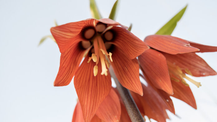Netherlands–Kurdistan Agricultural Partnership Brings Advanced Glasshouse Technology to Erbil