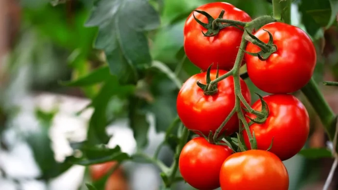 Kurdistan Lifts Ban on Tomato Imports to Stabilize Prices