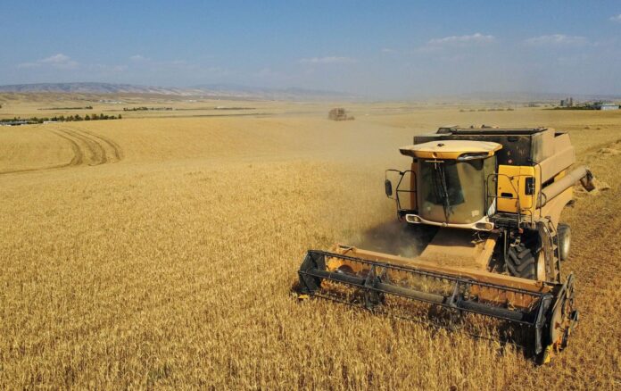 Ongoing Rainfall Threatens This Year’s Wheat Harvest in Kurdistan Region