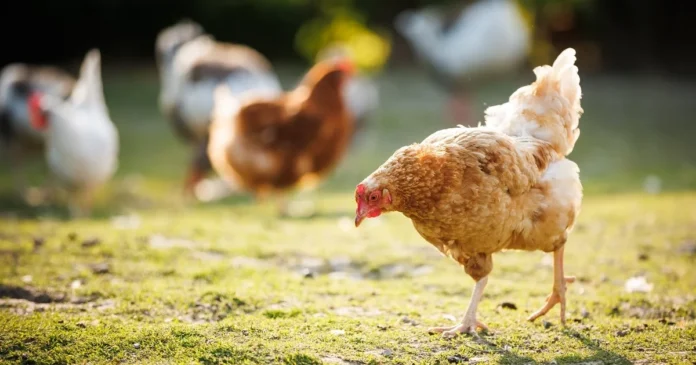War Pushes Chicken Prices Higher as Producers Are Forced to Sell at a Loss