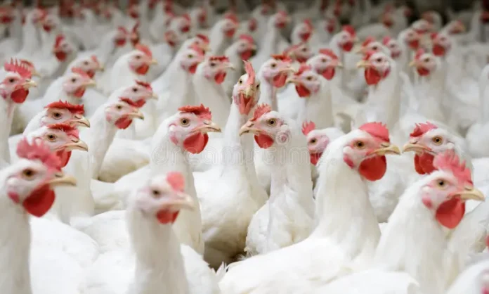 Key Factors Behind the Rise in Chicken Prices
