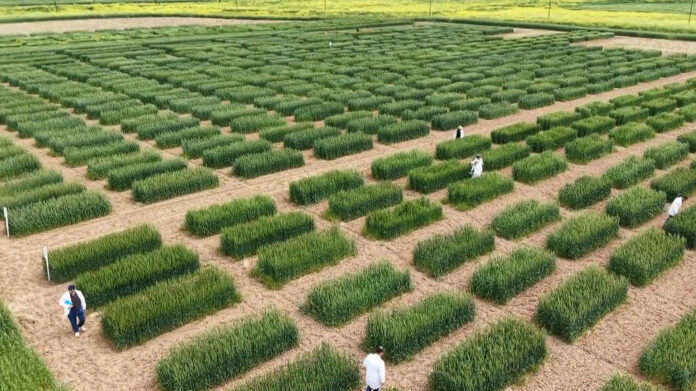 Agricultural Science and Seed Sovereignty in the Kurdistan Region