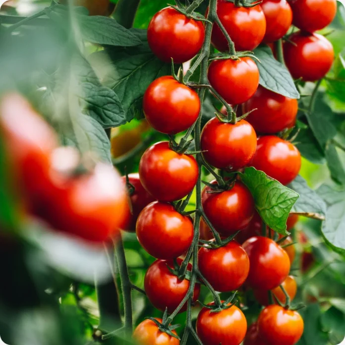 Tomato Prices Rise Sharply in Kurdistan Region, May Drop Next Week