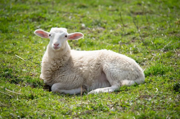 Live Animal Prices Rise in Kurdistan Markets Ahead of Eid al-Adha
