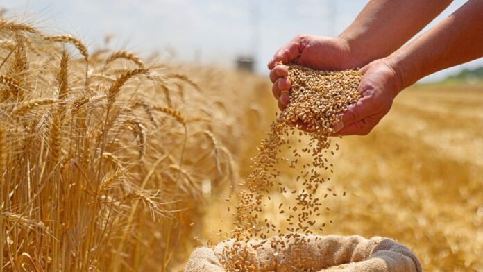 Wheat Harvest Begins Across Kurdistan Region as Silos Prepare to Receive Crops