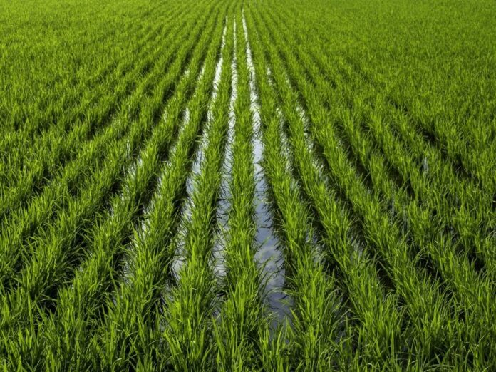 Akre Rice Production Expected to Grow Strongly After Heavy Rainfall