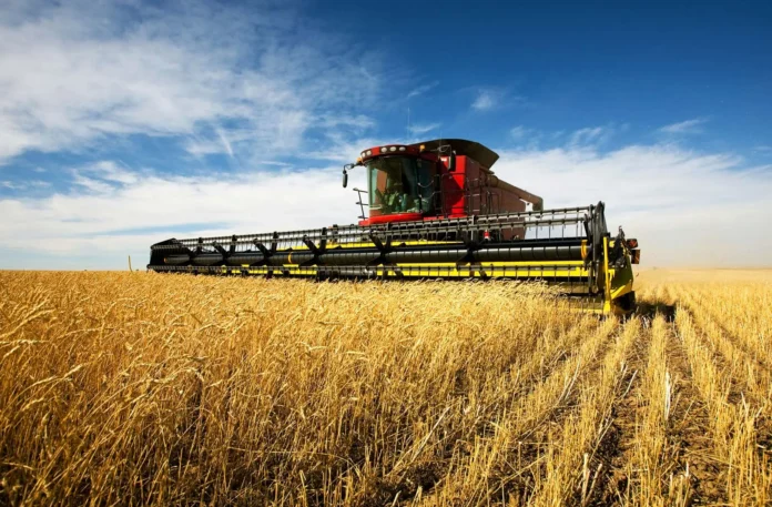 Duhok Wheat Output Set to Surpass 500,000 Tons as Quality Improves