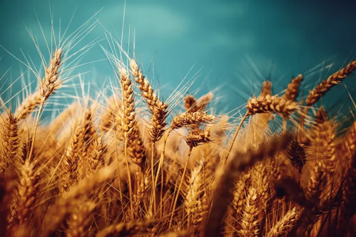 Kurdistan Government to Set Wheat Purchase Prices for Farmers