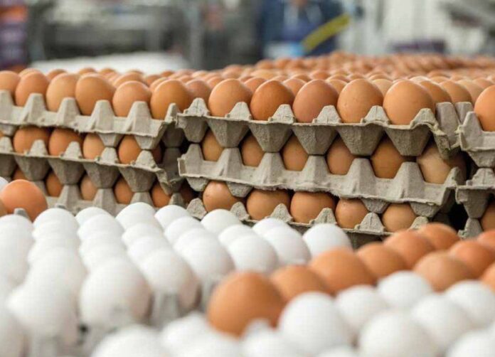Egg Prices Drop to 25,000 IQD per Carton in Kurdistan Region