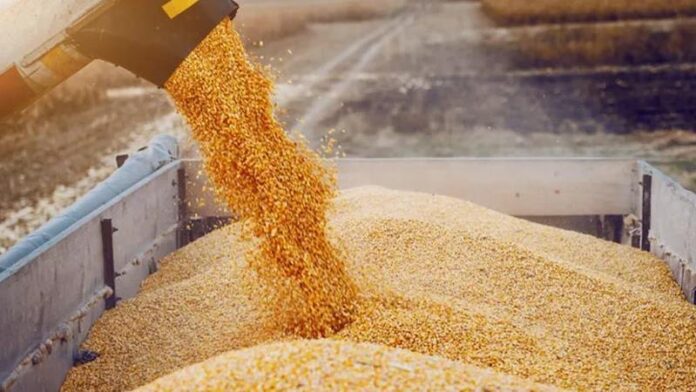 Wheat Farmers in Erbil and Duhok Start Receiving Payments