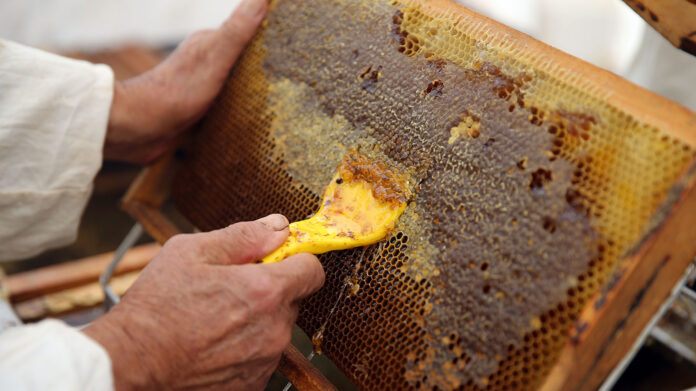Kurdistan Honey Production Reaches Four-Year High After Strong Rainfall Season