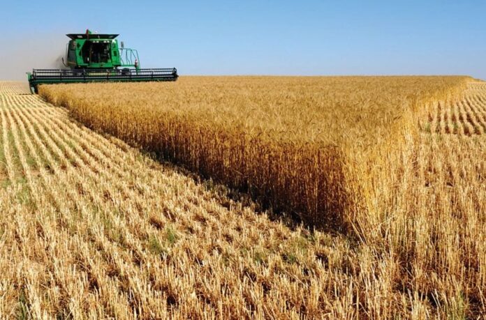 Kurdistan to Distribute Sixth Phase of Wheat Payments to Farmers This Week
