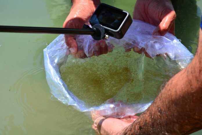 Kurdistan Agriculture Ministry Releases 3.5 Million Fish Fingerlings into Major Dams