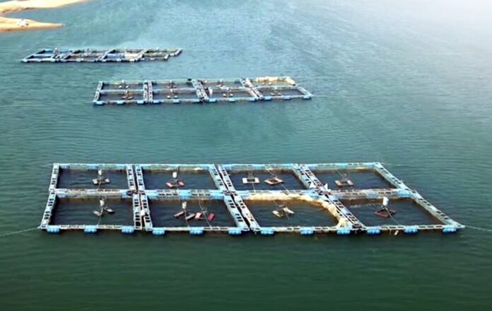 Kurdistan Region Expands Fisheries Sector to Strengthen Food Security
