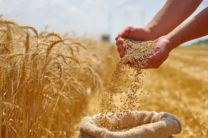 Kurdistan Region Receives 68,000 Tons of Wheat from Farmers