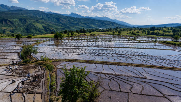 From Local Staple to Global Export: Kurdistan’s Rice Boom Signals Agricultural Shift