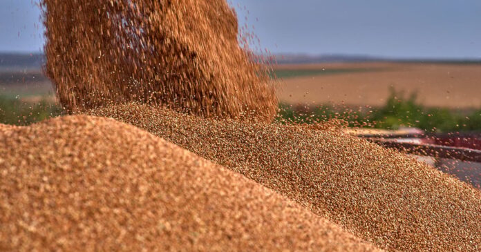 Nearly 400 Billion Dinars in Wheat Payments Owed to Kurdistan Region Farmers