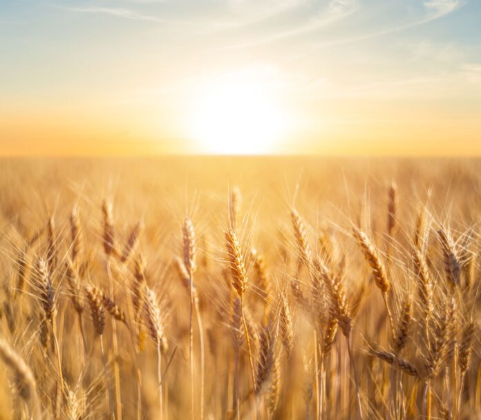KRG Wheat Procurement Reaches 86% of 2026 Target