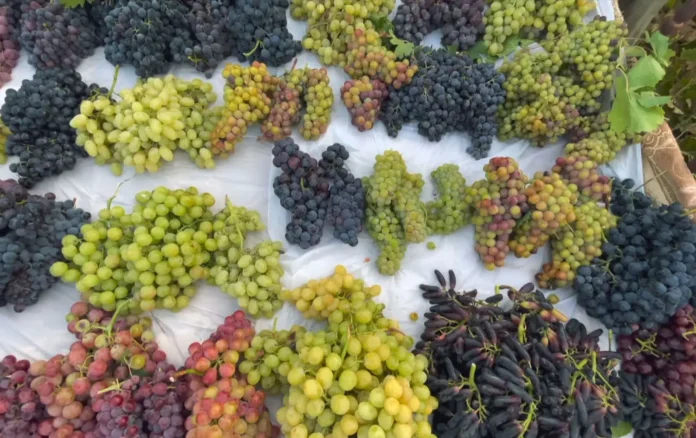 Kurdistan Region’s Summer Crop Output Expected to Reach 1.2 Million Tonnes