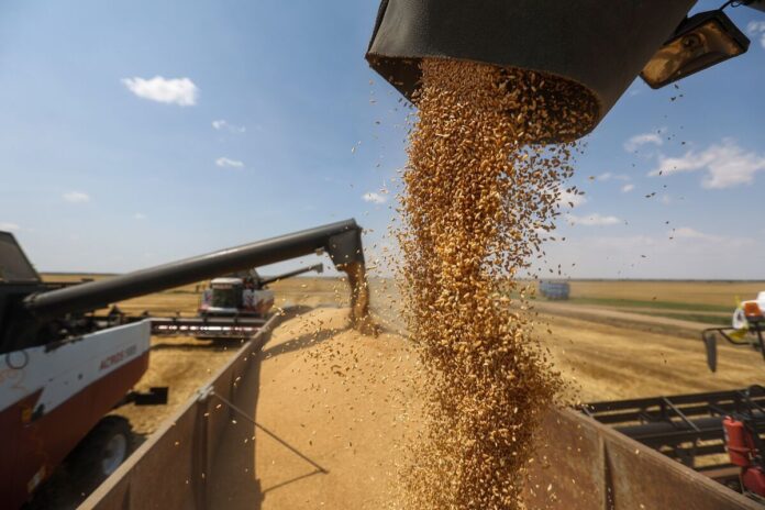 Kurdistan Silos Were Unable to Collect More Than 12,000 Tonnes of Farmers’ Wheat
