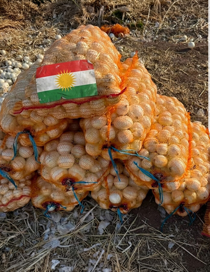 Kurdistan Exports Onions Internationally for the First Time