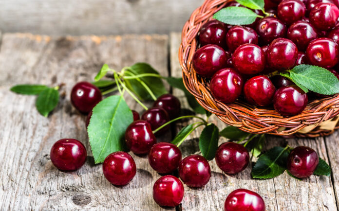 Haji Omeran Cherry Harvest Shows Growth in Kurdistan’s Fruit Industry