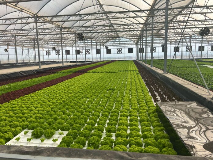 Netherlands Expands Agricultural Cooperation with Kurdistan Region