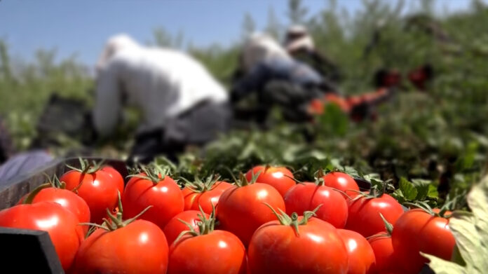 Kurdistan Tomato Exports Set to Expand as Harvest Expected to Exceed 500,000 Tons