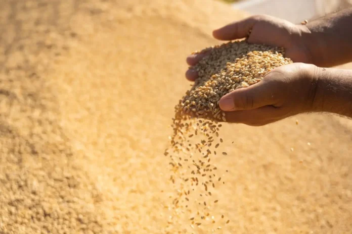 Wheat Payments for Kurdistan Farmers Delayed Until Next Week