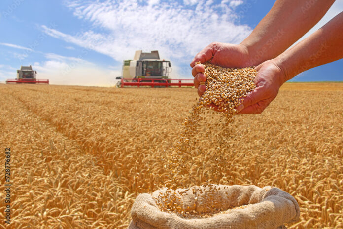 Nearly 130,000 Tonnes of Farmers’ Wheat Marketed Through Private Sector