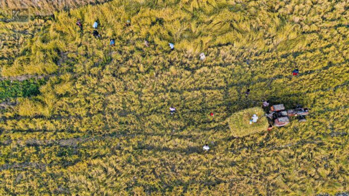 Kurdish Rice Reaches European Markets as Production Grows