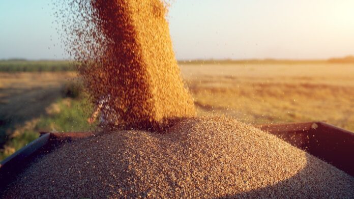 KRG Waives One Month of Customs Fees for Wheat Exporters
