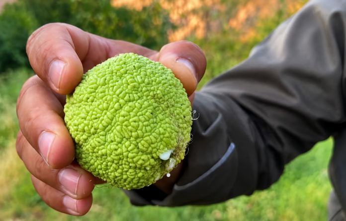 Rare Mulberry Variety Thrives in Pshdar and Suits Kurdistan’s Climate