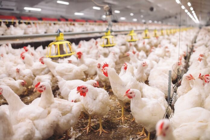 Chicken Prices Fall as Poultry Farmers Report Heavy Losses