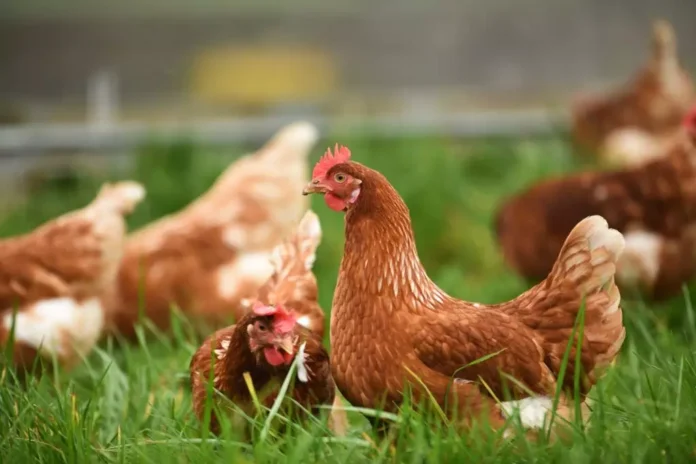 Chicken Prices Fall Sharply Across Kurdistan Region Markets